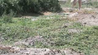 Short Clips Grasshoppers Why we got Guinea Fowl [upl. by Enileuqaj572]