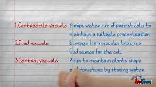 Vacuoles Structure and functions [upl. by Etireugram]