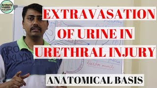 Anatomical Basis of Extravasation of Urine in Urethral Injury [upl. by Myrilla]