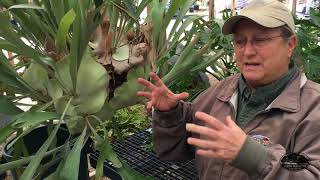 All About Staghorn Ferns [upl. by Weiler]