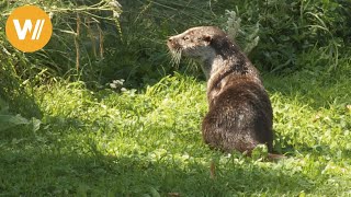 Fischotter  Unsere Tierwelt Kurze Tierdokumentation [upl. by Lainey]