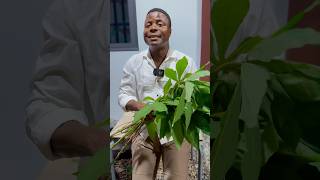 Voici l’importance des feuilles de maniocs Feuilles Manioc Plantes [upl. by Attesoj800]