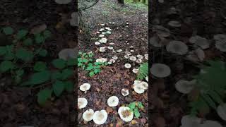 Грибные полянки part 1😂🍄☘️🍁🌲 Gettnau Luzern Switzerland yosha28 [upl. by Terris738]