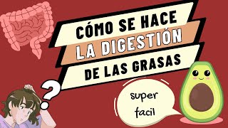 FÁCIL ✅ DIGESTIÓN y ABSORCIÓN de las GRASAS  paso a paso [upl. by Yrrah]