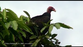 Gallinazo de cabeza roja  Turkey Vulture [upl. by Arreis]