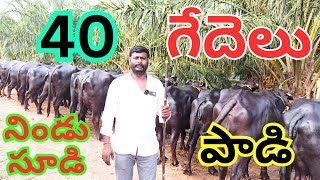 40 ముర్రా గేదెలు అమ్మకానికి కలవు  గేదెలు కొన్న తర్వాత లోడ్ చేసే వరకు మాది బాద్యత  Buffaloes Video [upl. by Adaj]