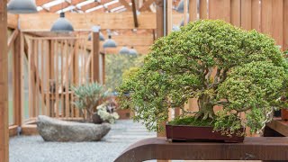 How to Make a Boxwood Bonsai Ft Rodney Clemons [upl. by Eglanteen229]