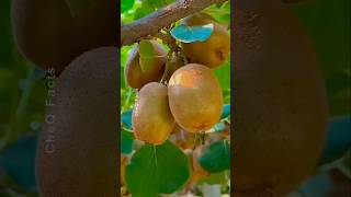 How to Grow Kiwi from Seed at Home plants shorts farming [upl. by Ahsenal]