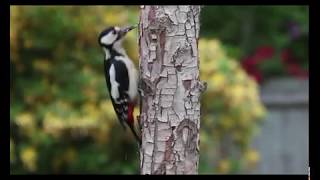 Woodpecker Facts Interesting Facts about Woodpecker Facts about Woodpecker [upl. by Yvon]