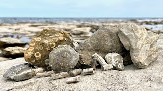 Death Plates Crinoids Brachiopods and Other Fun Fossils [upl. by Elamor651]