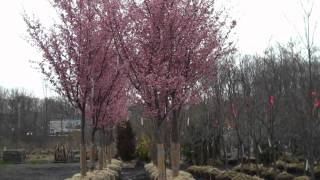 Kwanzan Cherry Trees for Sale From Chris Orser Landscaping [upl. by Chuipek]