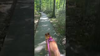 Kayla Marie BMC Early Fall SMP Hudson Summit Metroparks Wood Hollow Downy Loop Sunny Boardwalk [upl. by Norine]