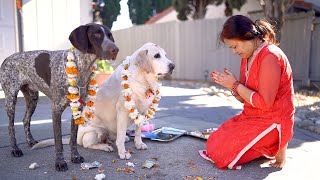 The Dog Festival  Kukur Tihar [upl. by Niledam]