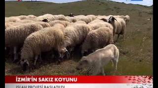 SAKIZ KOYUNU SEFERİHİSARDA ISLAH EDİLİYOR [upl. by Gamages636]