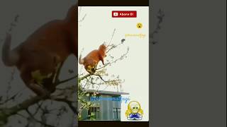 🐈😲🐀😅🐈Ağaçtaki fare kedivideoları catvideos shorts [upl. by Erine775]