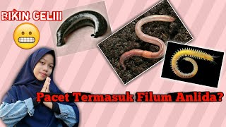 ANNELIDA BIOLOGI Klasifikasi and Karakteristik [upl. by Alderman]