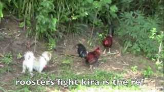 roosters fighting [upl. by Austen610]