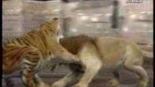 Lion vs Tiger animal face off [upl. by Taggart]