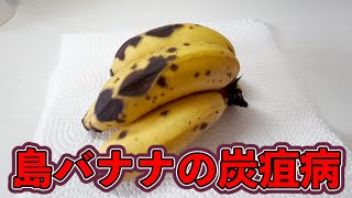 【島バナナ】シュガースポット！！？バナナにかかる炭疽病を紹介します． [upl. by Ahsem]