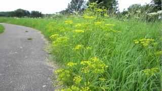 Wild parsnip Pastinaca sativa  20120804 [upl. by Reidar]