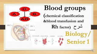 blood groups transfusionamp Rh factor  biology 1st secondary شرح [upl. by Mikahs]