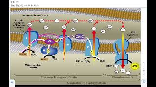 Oxidative Phosphorylation [upl. by Gusella]