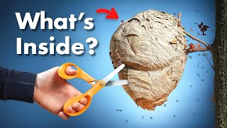 Whats Inside a Wasp Nest [upl. by Adnahs]