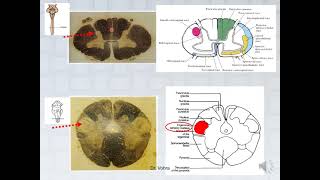 CNS Anatomy Lec 3 Brain stem [upl. by Ettennor539]