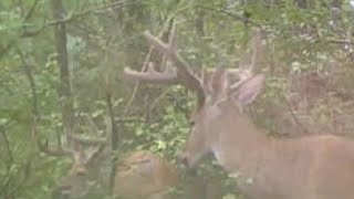 Two Nice Whitetail Velvet Bucks One With a Unique Rack Trailcam Video [upl. by Ayhtak616]