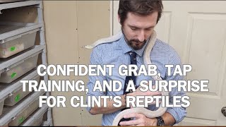 CLINTS REPTILES visits we demonstrate confident grab tap training and more ClintsReptiles [upl. by Ennazus]