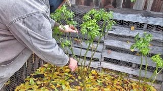 Perennial Tree Spinach Propagation from Cuttings  Chaya aka Cnidoscolus aconitifolius [upl. by Emersen]