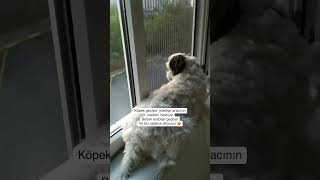 Dış seslere havlama köpekeğitimi köpekeğitmeni poddle köpek doggerel doglove köpekvideoları [upl. by Fotzsyzrk673]