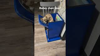 Tour a megaesophagus dogs bailey chair megaesophagusdog puppy specialneedsdog dogshorts dogs [upl. by Nodnnarb]