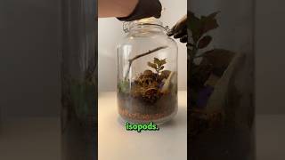 Day 16 of creating a living ecosystem in my glass jar🌱 plants asmr terrarium gardening diy [upl. by Kenay]