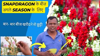 How to Collect Snapdragon Flower Seeds for Next Season  Harvesting and Storing Snapdragon seeds [upl. by Llenrap]