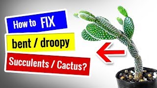 CACTUS CARE for Beginners  How to fix DROOPY Cactus Succulent [upl. by Attah173]