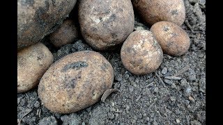 HARVESTING Russet Potato June 2017 [upl. by Delsman]