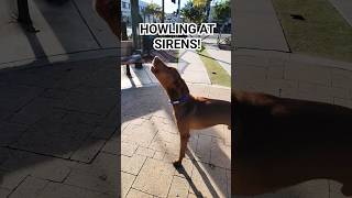 Hungarian Vizslas Howling to Police Sirens 🚨🐾 [upl. by Travax121]