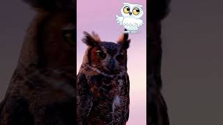 The Mysterious Night Birds  Horned Owl 🦉🦉🌳 kidsvideo learnseaanimals animation viral trending [upl. by Aliekat]