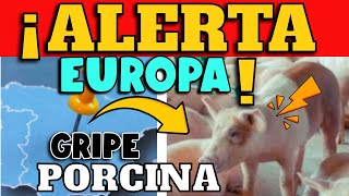 ¡CUIDADO GRIPE PORCINA ALERTA A EUROPA [upl. by Bax]