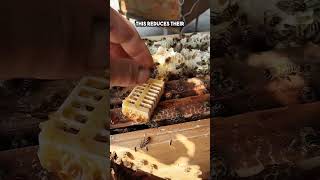 How Beekeepers Trick the Hive into Accepting a New Queen watch till the end shorts [upl. by Innoc]