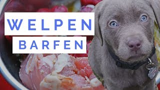 Welpen richtig barfen [upl. by Kwabena207]