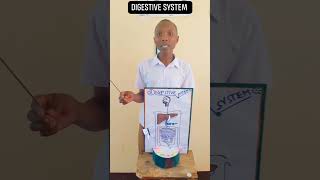 DIGESTIVE SYSTEM LOCATION OF ENZYMES AND THEIR FUNCTIONS [upl. by Suiraj]