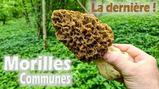 Une ultime journée très enrichissante et record aux morilles [upl. by Alyakem]