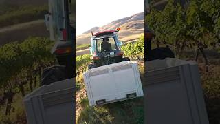 2024 Viognier harvest from our LakeChelan vineyard 🥂☀️😎 [upl. by Callan]