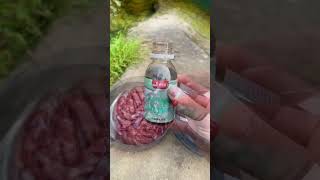 Learn this trick to catch more catfish Catfish love fishy smell Catfish attractant Catfish [upl. by Zacks]