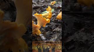 Chanterelle Mushroom How To Find Harvest Clean Cook and Eat [upl. by Truk685]