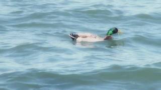 Pure Michigan Lake St Clair [upl. by Arnulfo588]