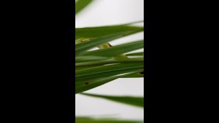 How to manage spot form net blotch in barley in WAs LRZ GRDC Shorts [upl. by Aun943]