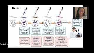 Bacteriológica Tinción de Gram y Tinción de ZiehlNeelsen [upl. by Meeka595]